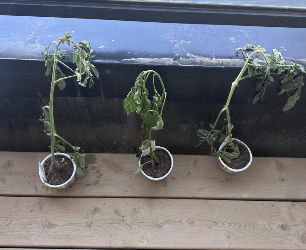 got gifted this plant, how to make better??