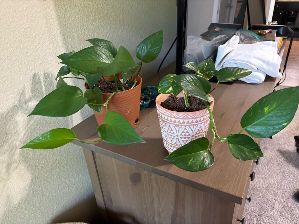 Roommate secretly cut a clipping night before I moved out