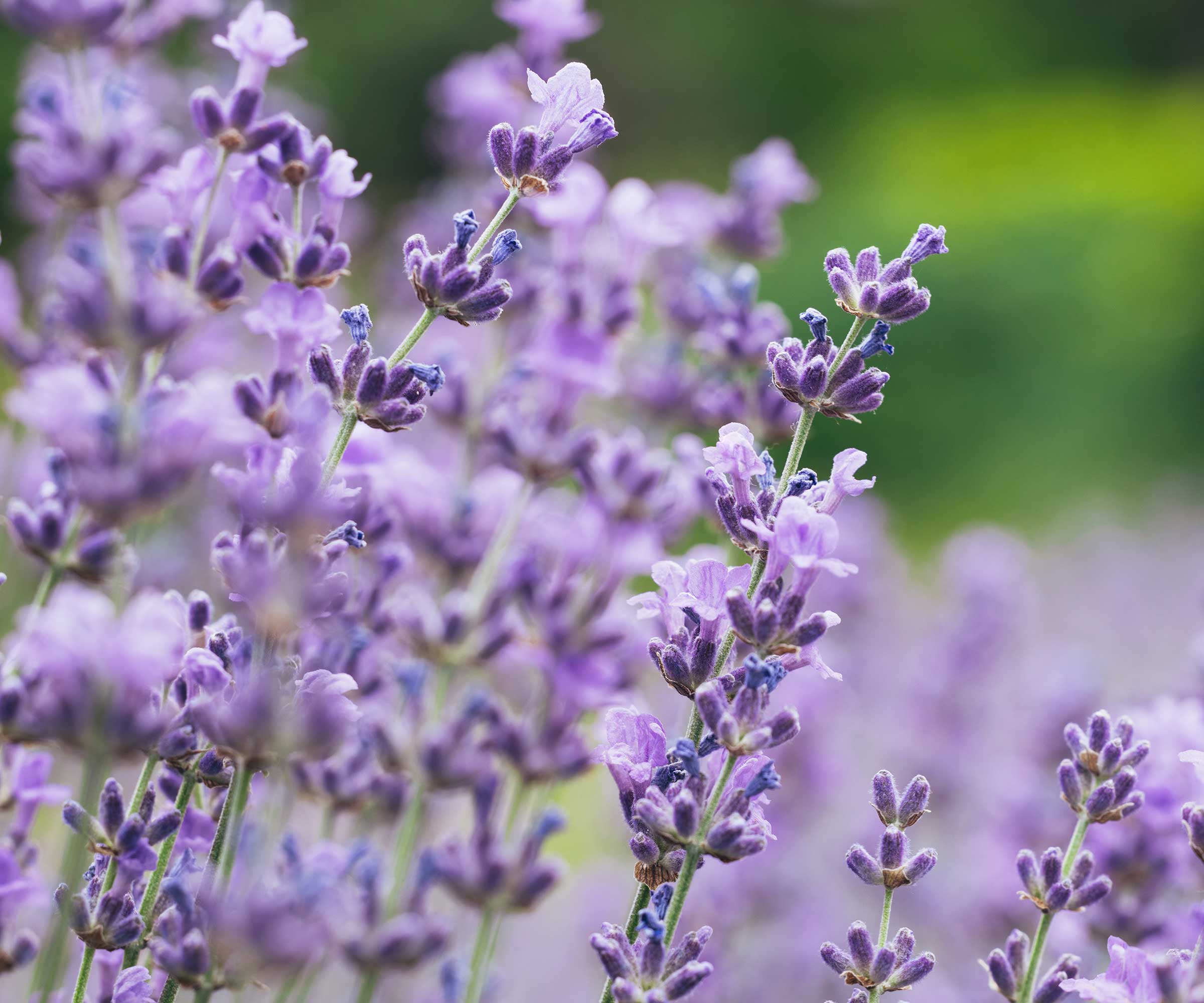 lavender flowers