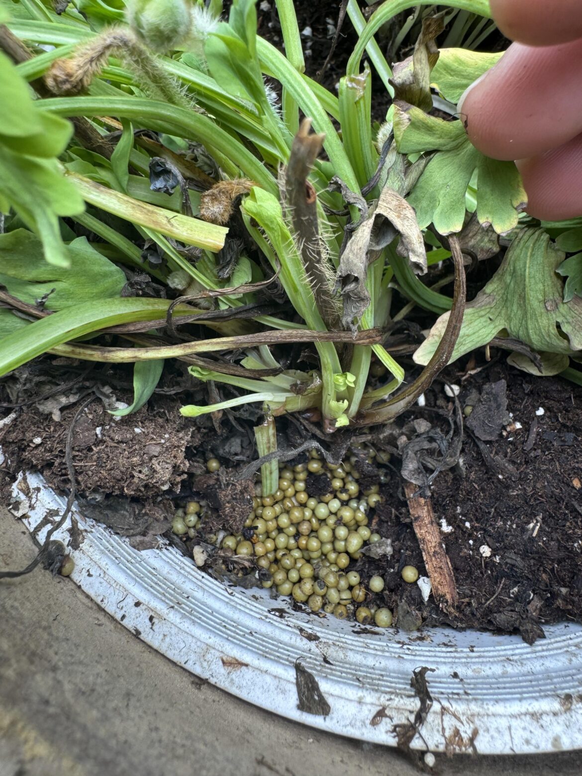 As a beginner plant purchaser… what is this? And is it making my California poppy sag & die prematurely?