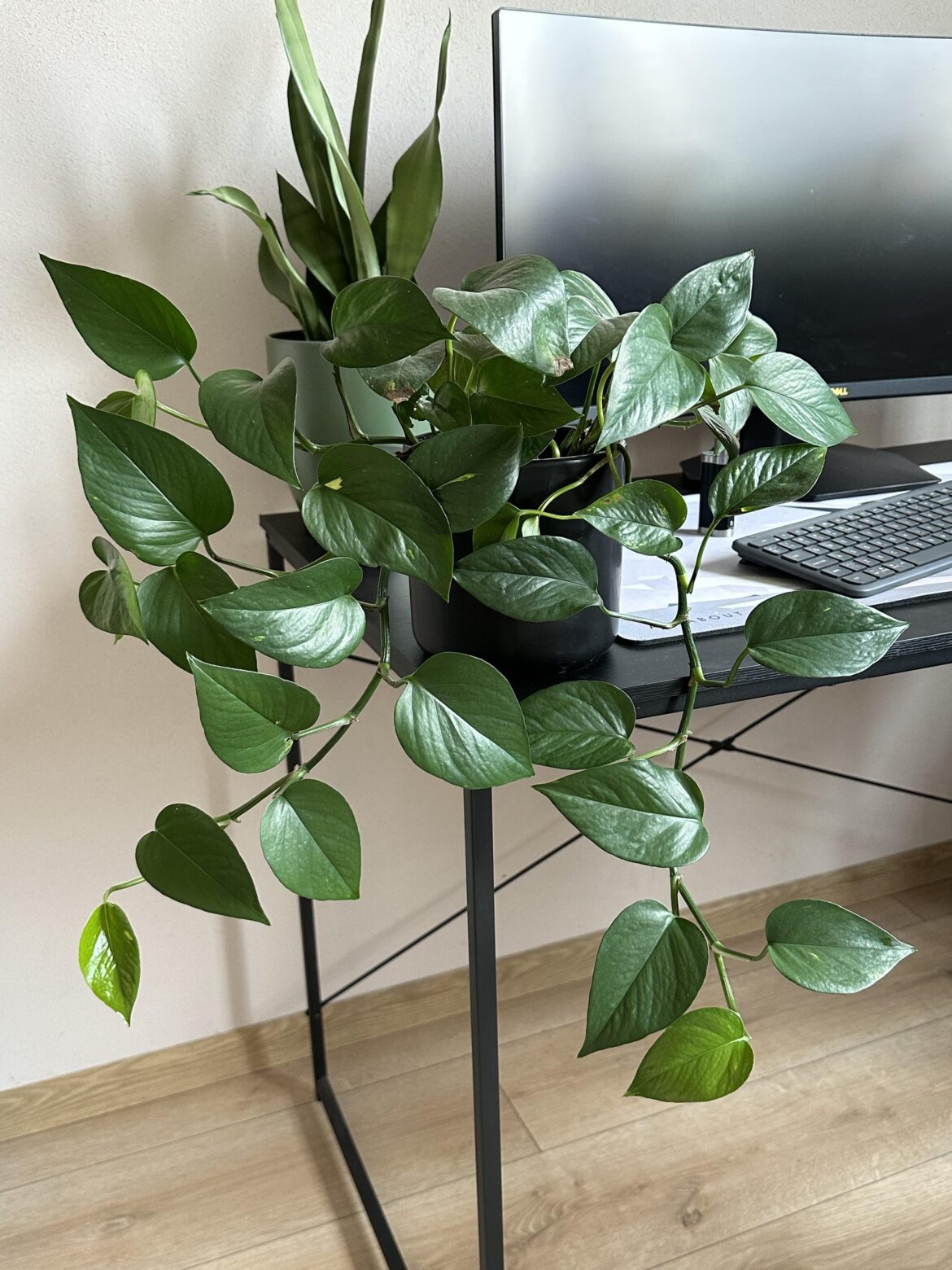 Is this a Jade?