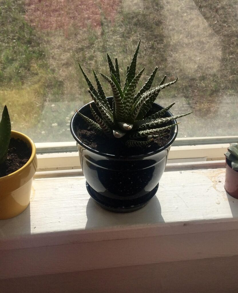 My Haworthiopsis attenuata when I got it five years ago and now. Hooch for scale
