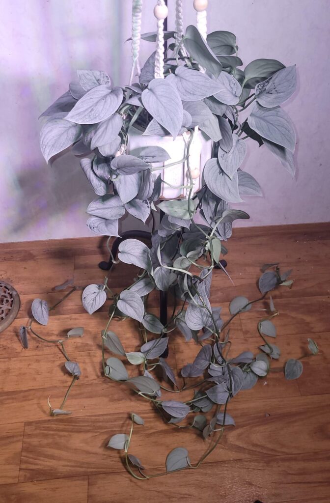 Not quite a pothos!