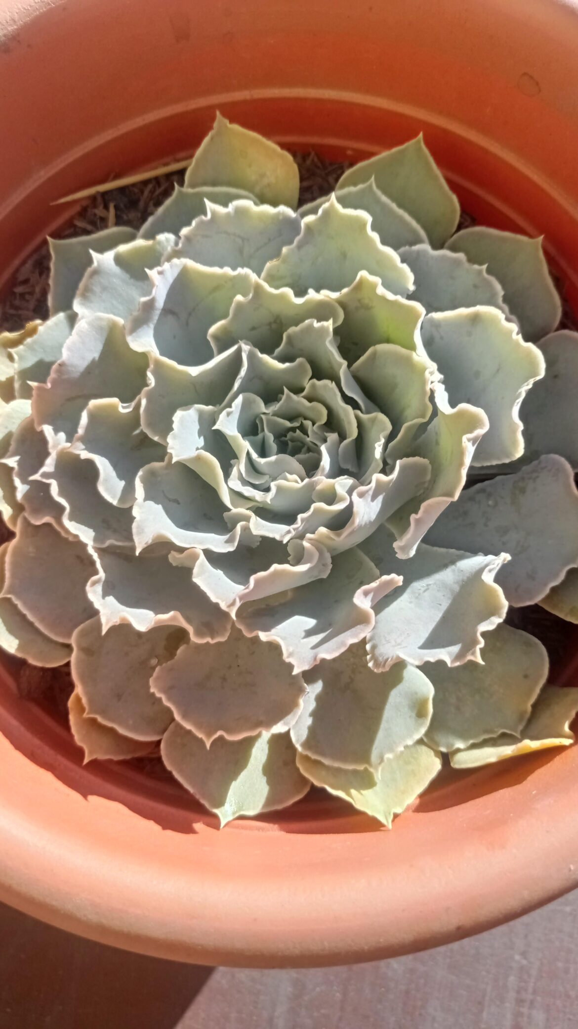 E. Shaviana after 4 months