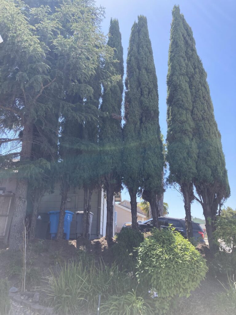 Will my cypresses recover? Will my cypresses recover?