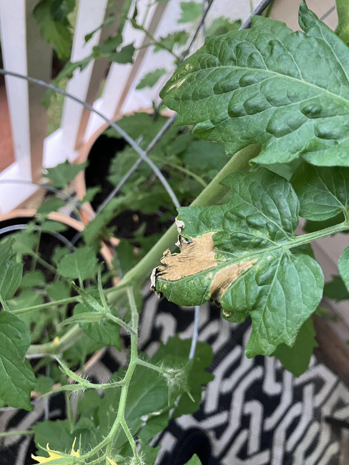 Tomato Plant Leaf