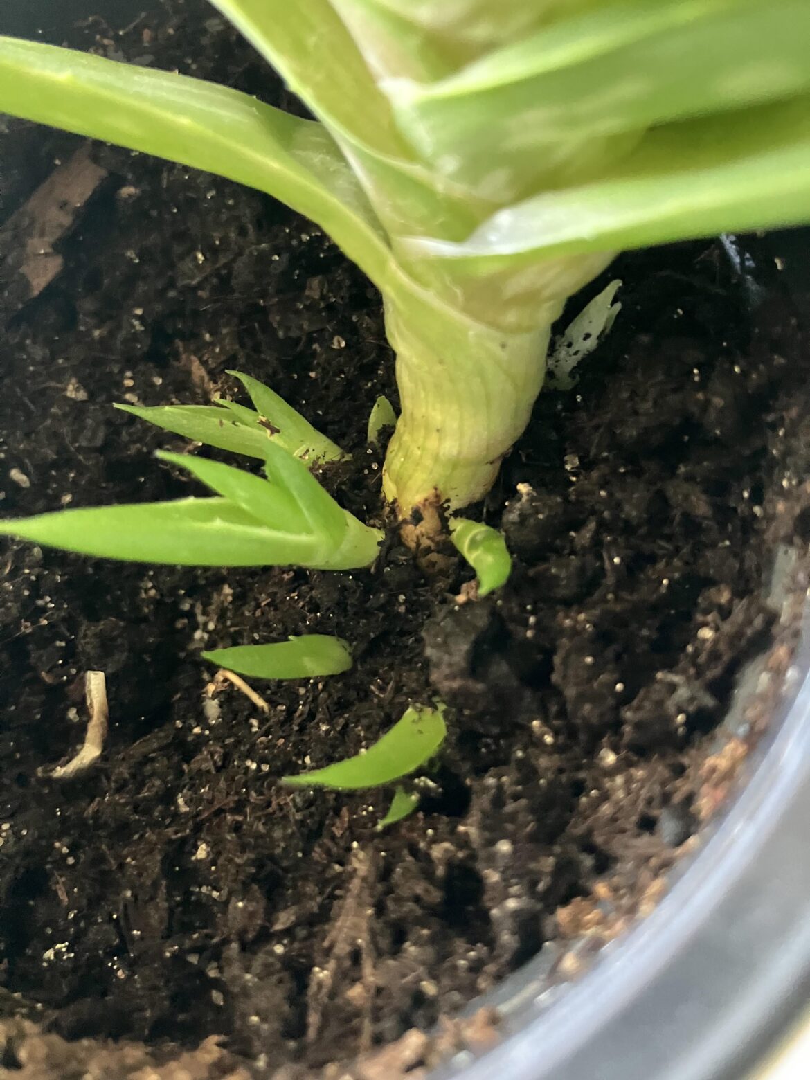 Now this is a pup explosion if I’ve ever seen one