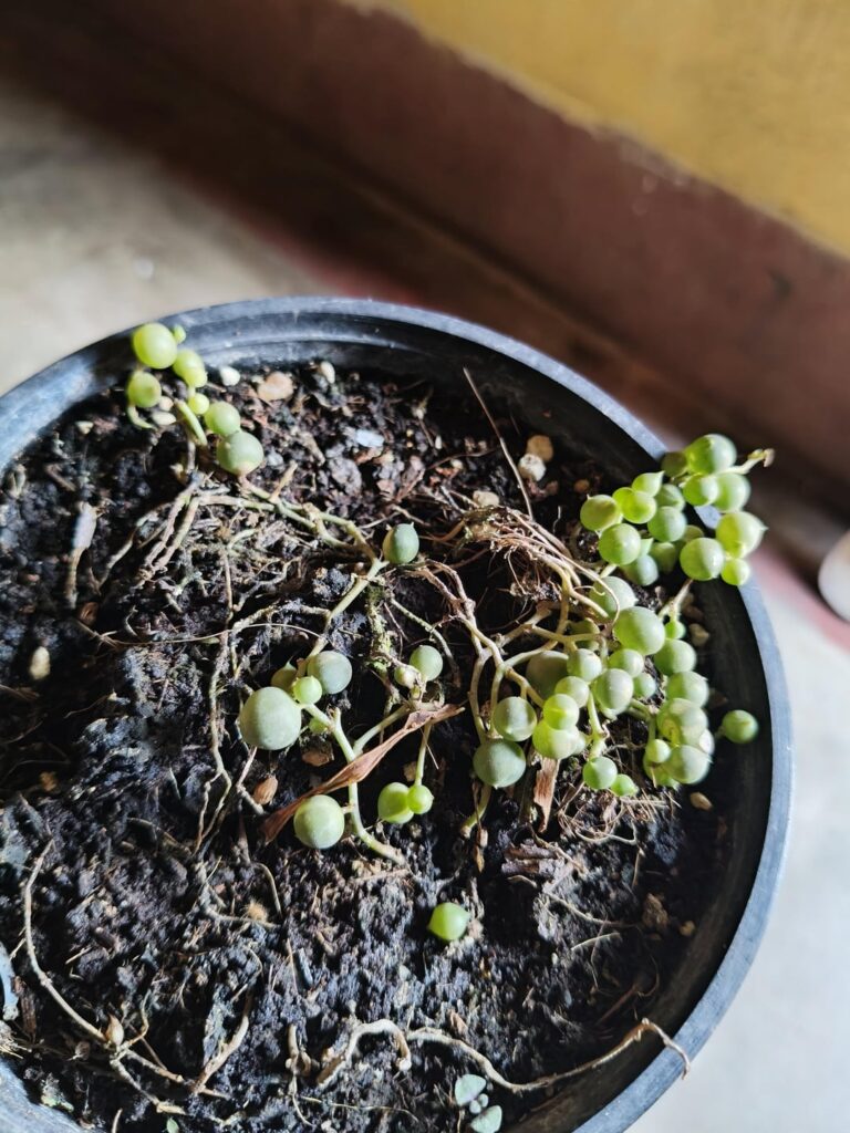 Urgent help..Why is it not growing?