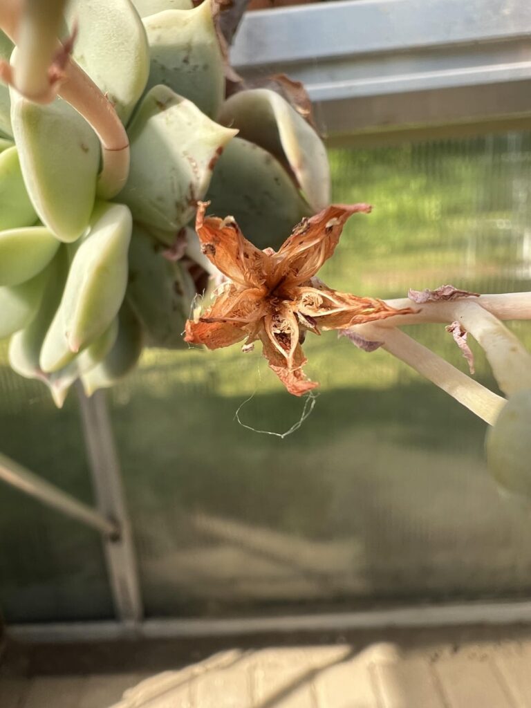 Graptoveria flowers exposing their seeds