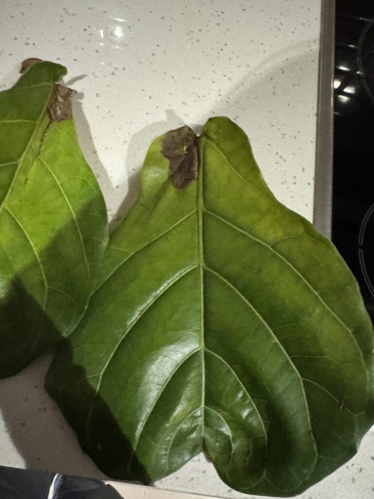 Is this root rot? please help