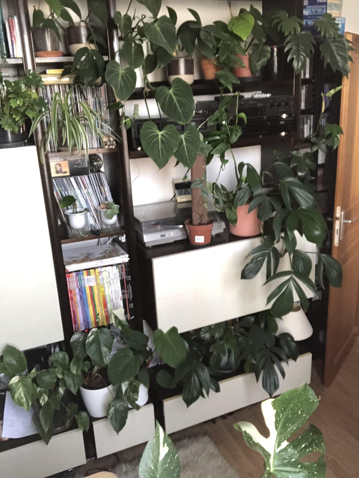 Some of my babies, philo gloriosum, florida green, mayoi, fuzzy petiole, m. Dubia, r. Tetrasperma and decursiva etc… 😍🥰