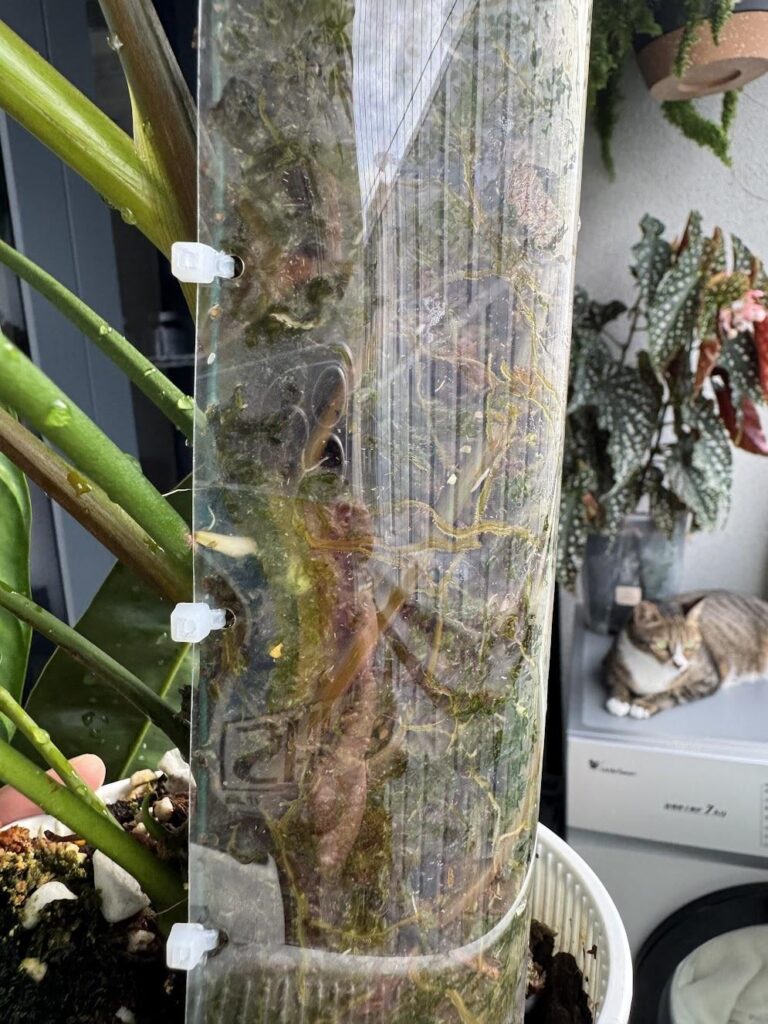 New aerial roots refuse goes into moss pole?