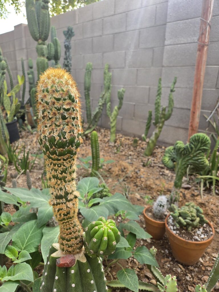 Monstrose spachiana getting thick