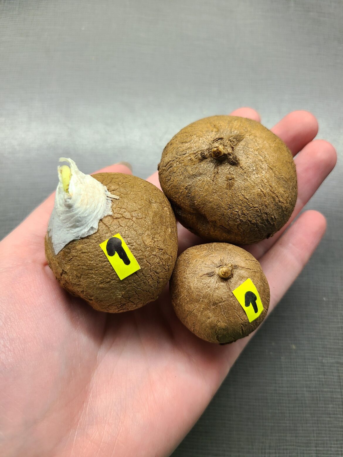 Well intentioned family member gifted these Stephania erecta for my birthday. I feel bad but maybe I'll be lucky and have at least 1 of each gender and eventually can produce non-poached plants to hobbyists in my area