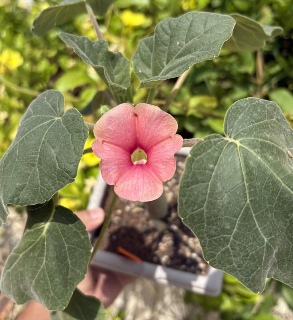 A hybrid uncarina blooming in my garden!! It’s a delicate pink!!! The plant is small, so looking forward for its growth!!