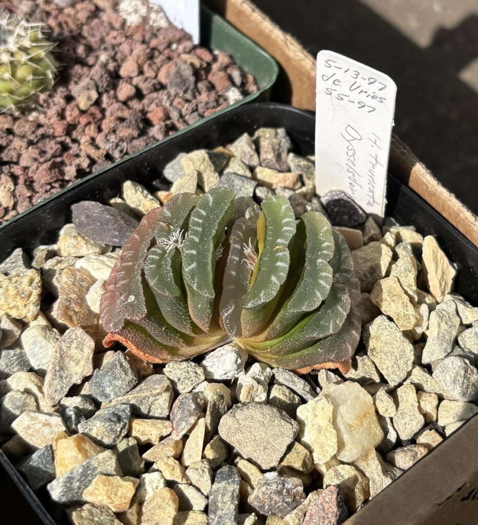 The few Haworthia I grabbed at the SF expo