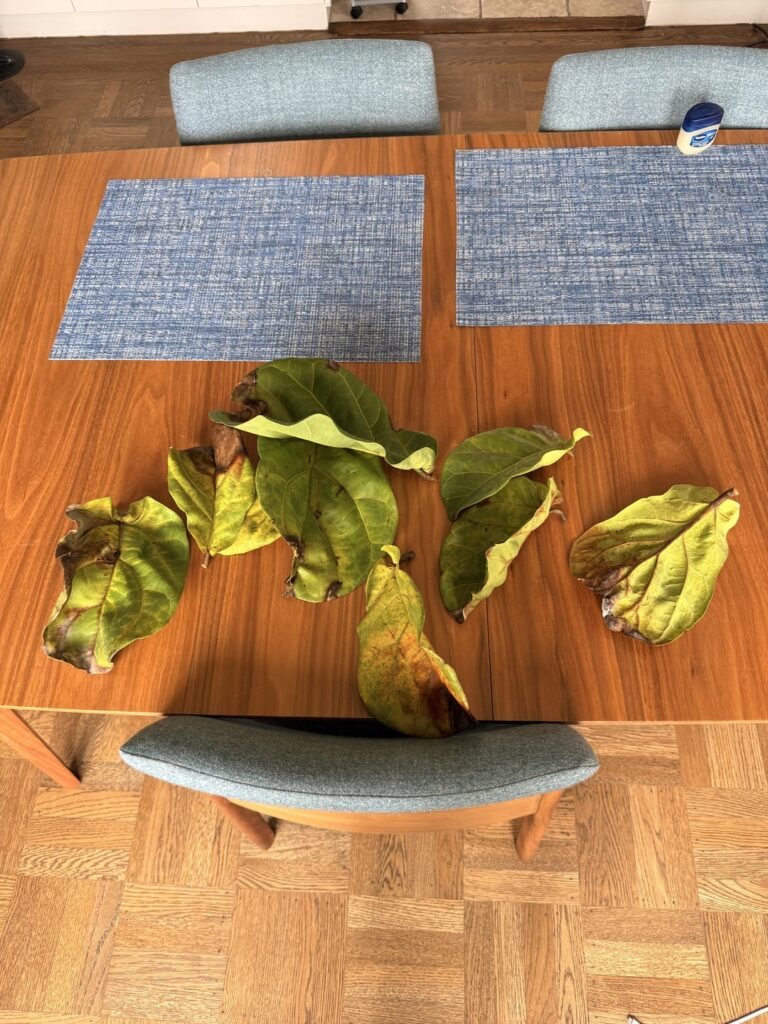 Is my fiddle healthy?