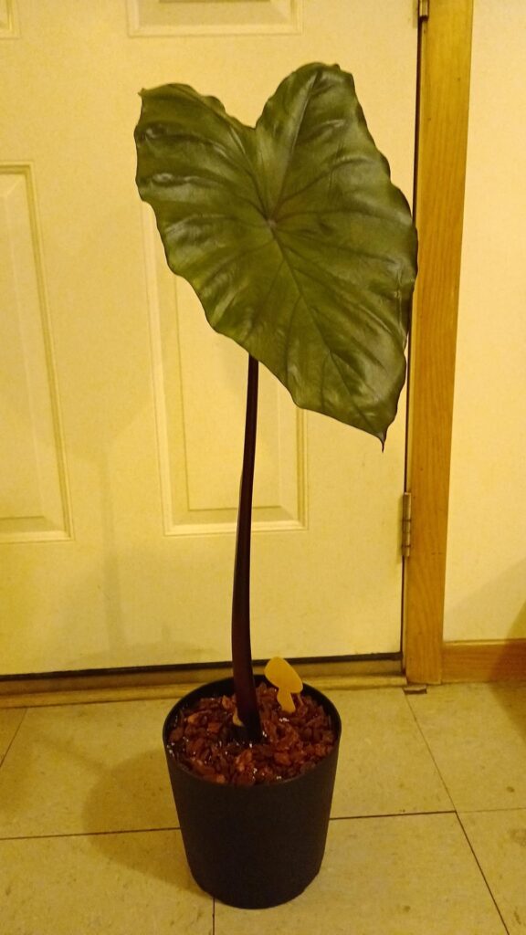 Alocasia or Colocasia black stem?