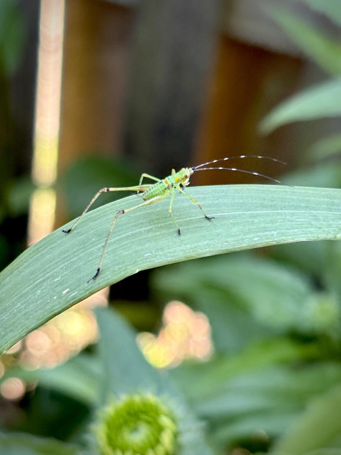 Bush katydid hopping around my coreopsis and coneflower buds