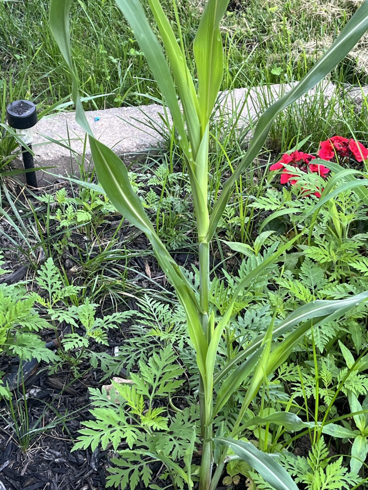 Random plant in my garden