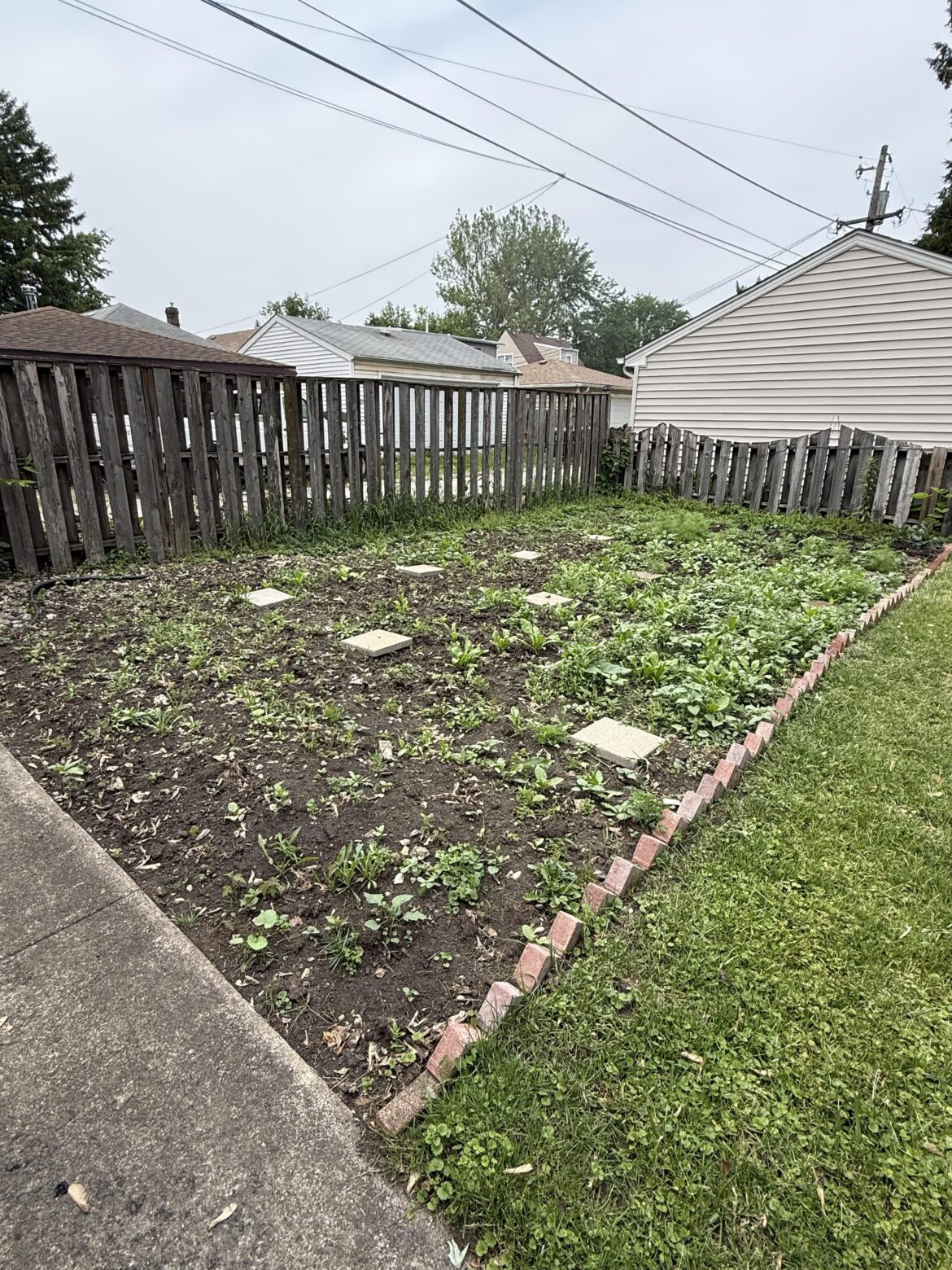 Zone 6A Wildflower Patch