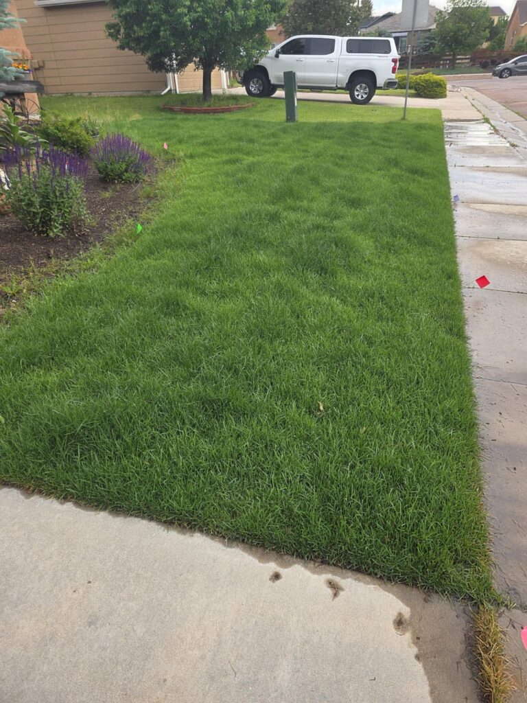 Bag or mulch for first mow on new sod in Colorado