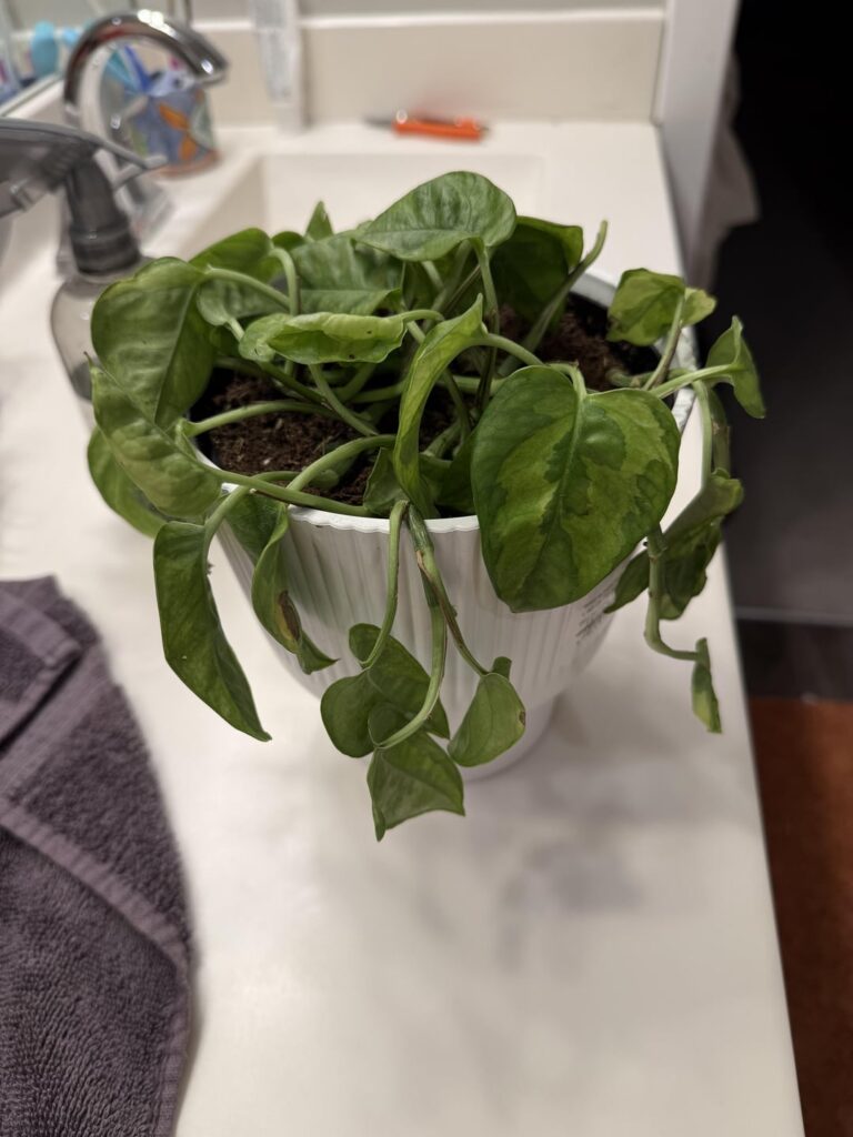 My sad, Lowe’s clearance lemon top. My sad, Lowe’s clearance lemon top.