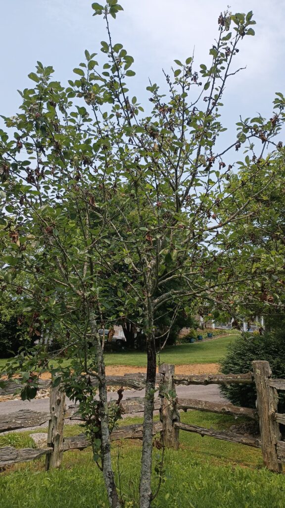 What is wrong with my apple tree