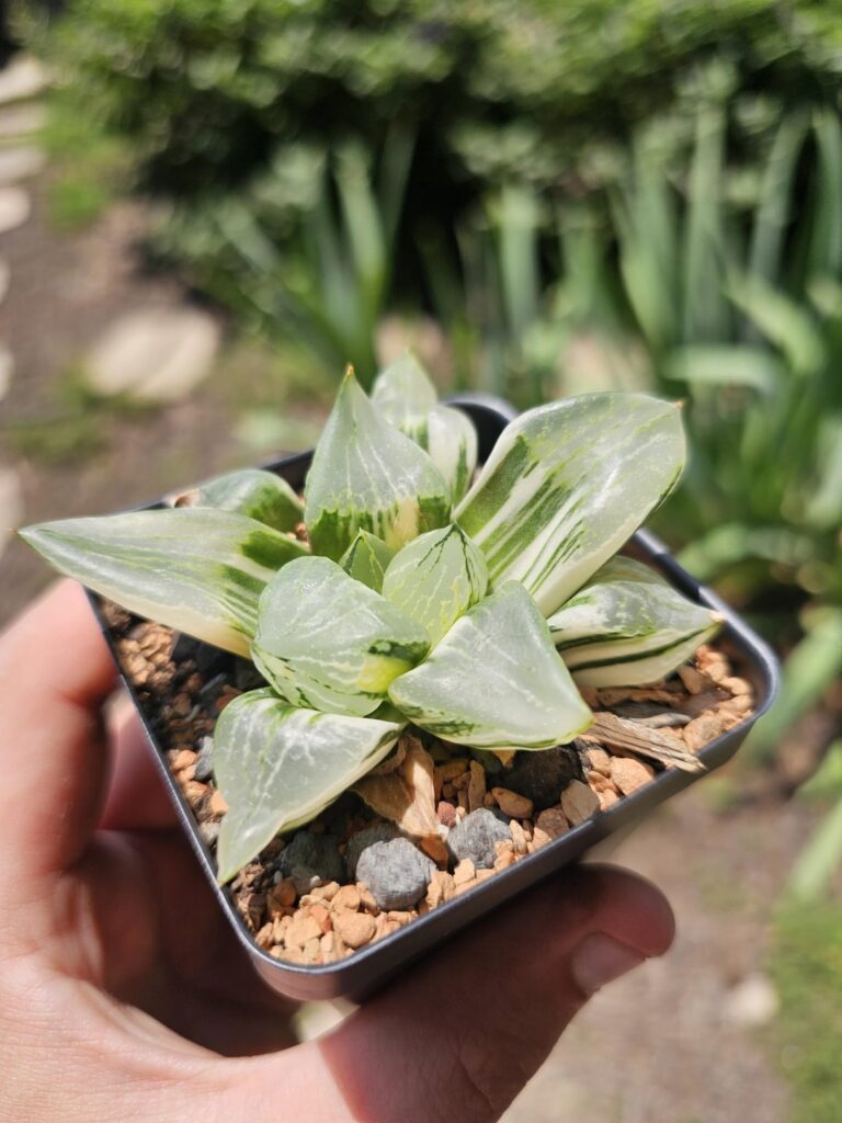 Some of my Haworthias with the biggest windows.