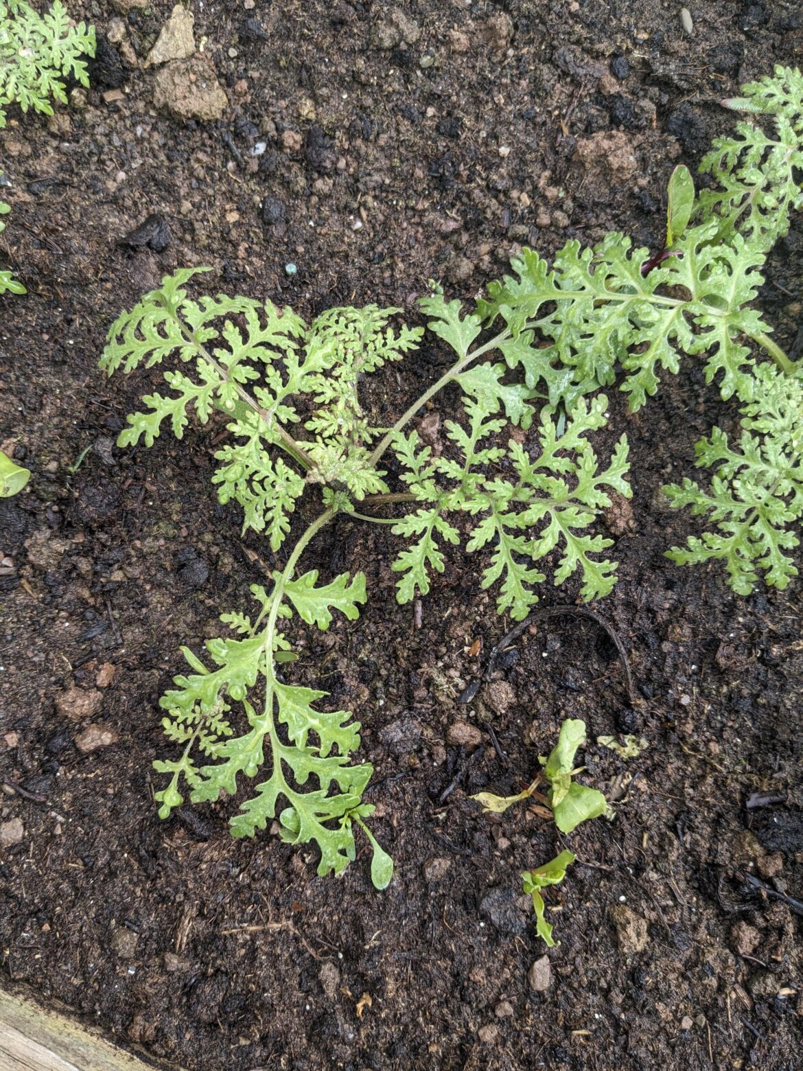 Plant ID please - not sure what I showed 🥴