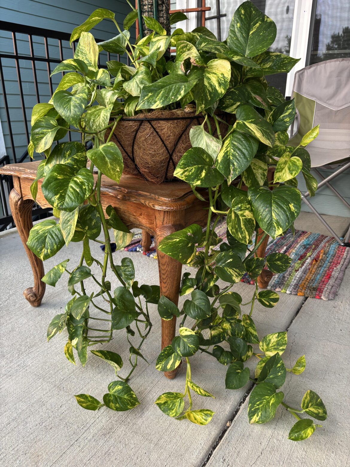 Find the snake - golden pothos edition
