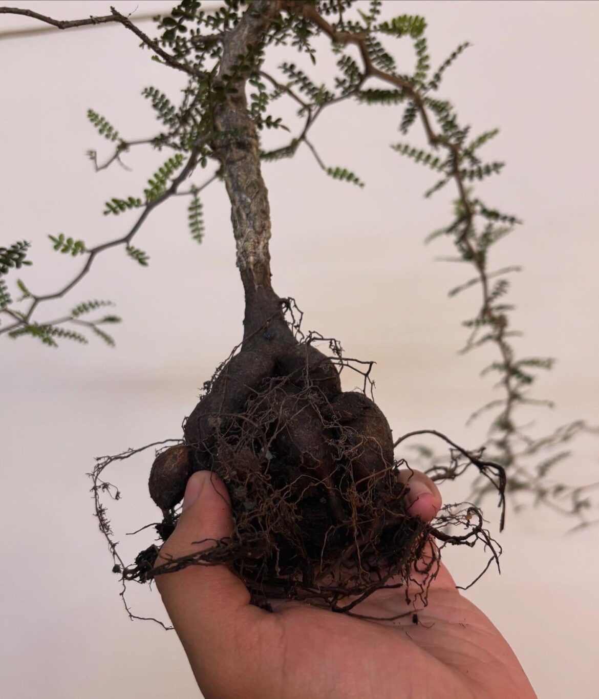 Want to see mature Operculicarya root cuttings!!!!!!!!!!!!!!!!! Want to see mature Operculicarya root cuttings!!!!!!!!!!!!!!!!!