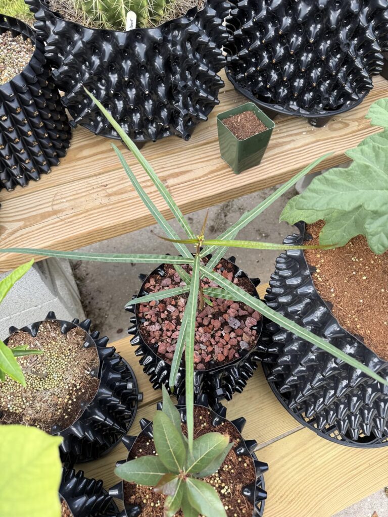 1 month old Brachychiton Rupestris and 2 month old B. Populneus I grew from seed