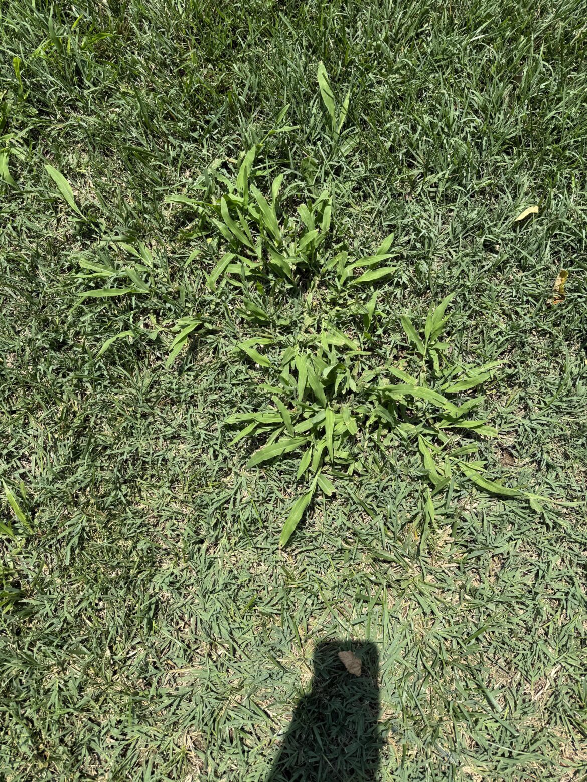 Why can’t my lawn company kill this?