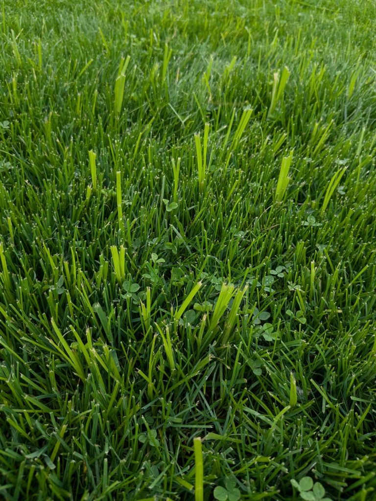 What am I dealing with? Less than 24hrs after mowing.
