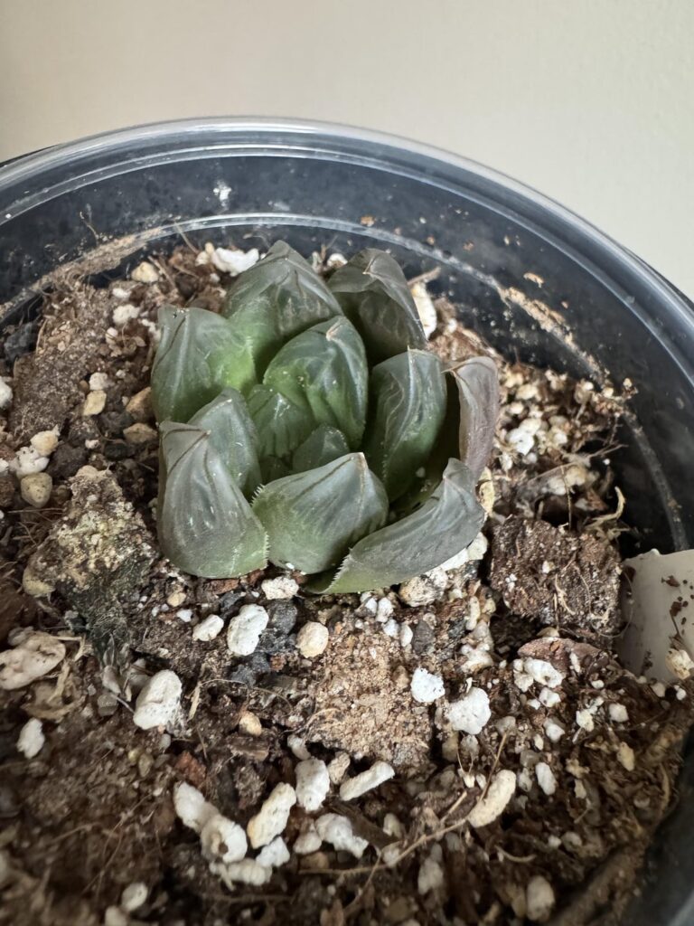 Need advice? Outer leaves dying