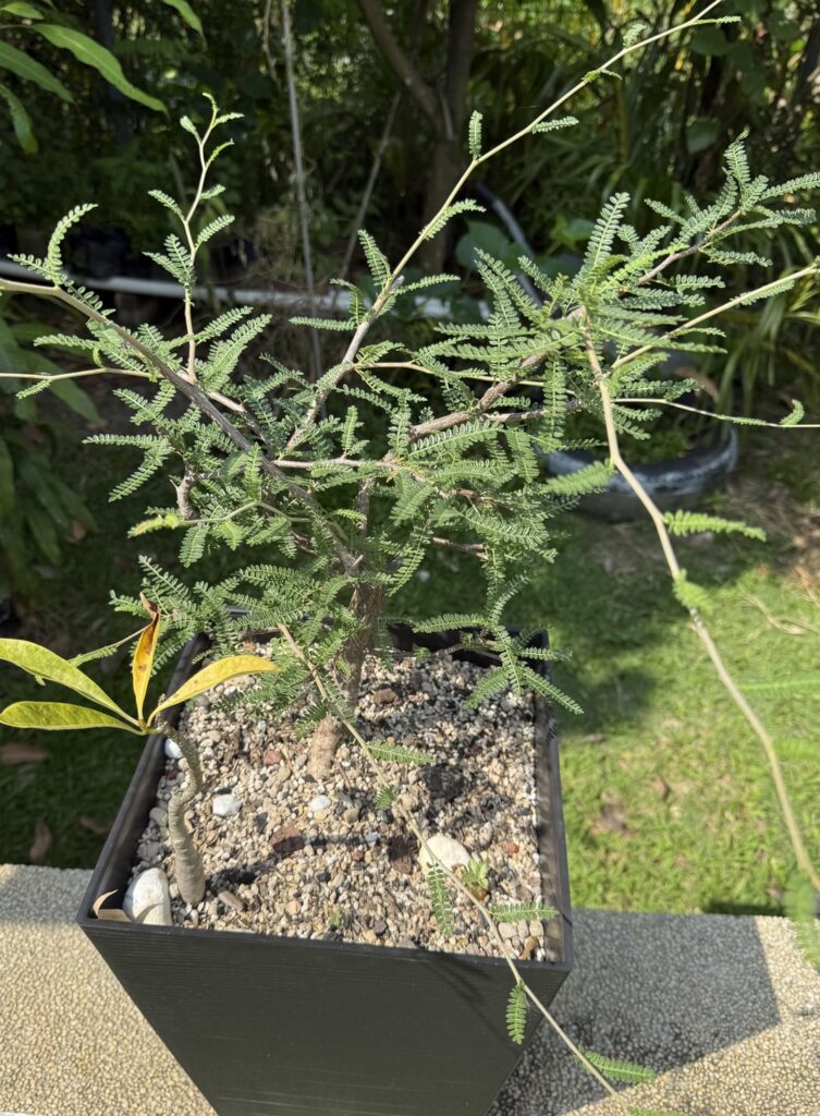 operculicarya hyphaenoides