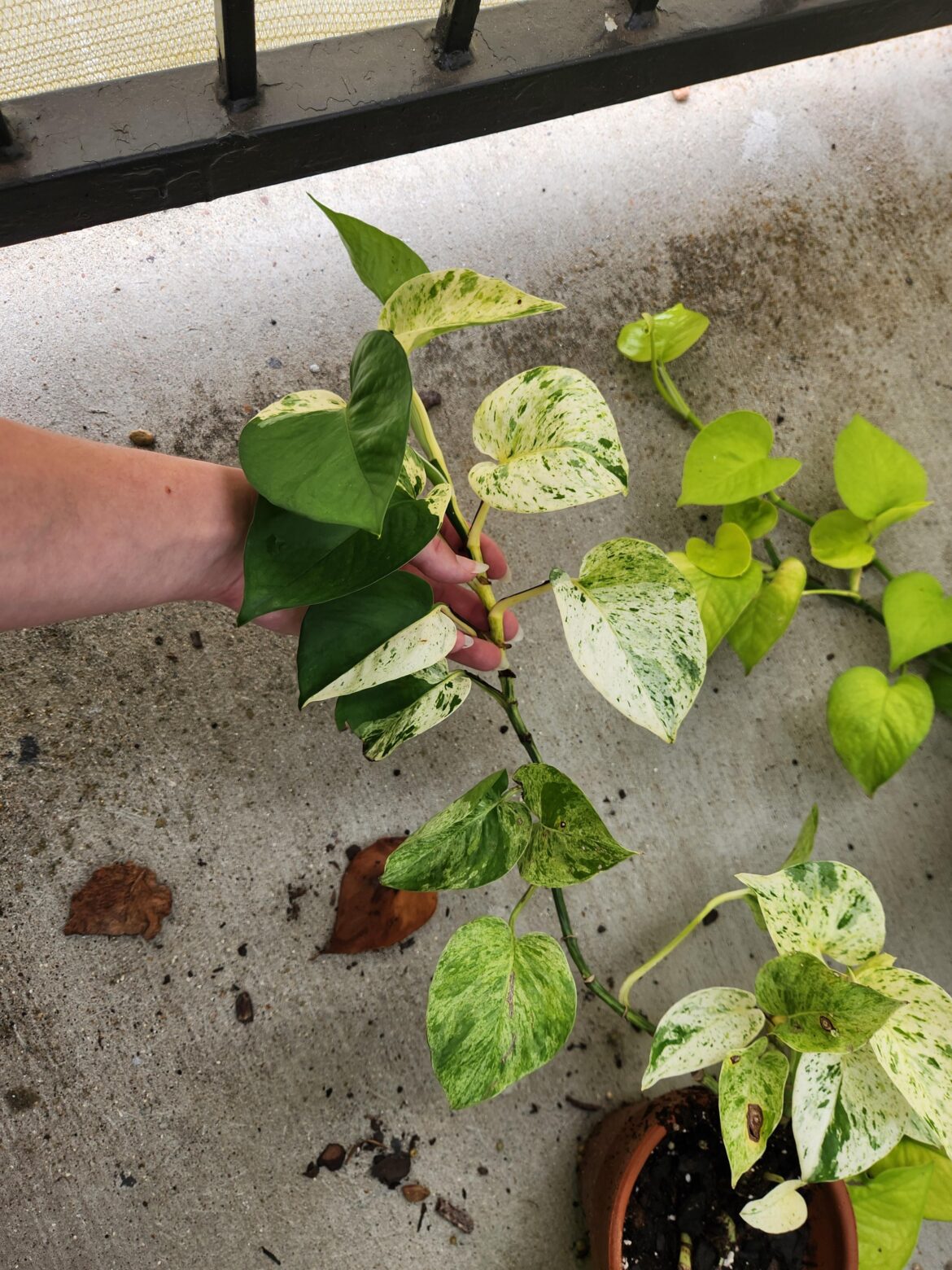 Why is this marble queen giving me so much solid green?