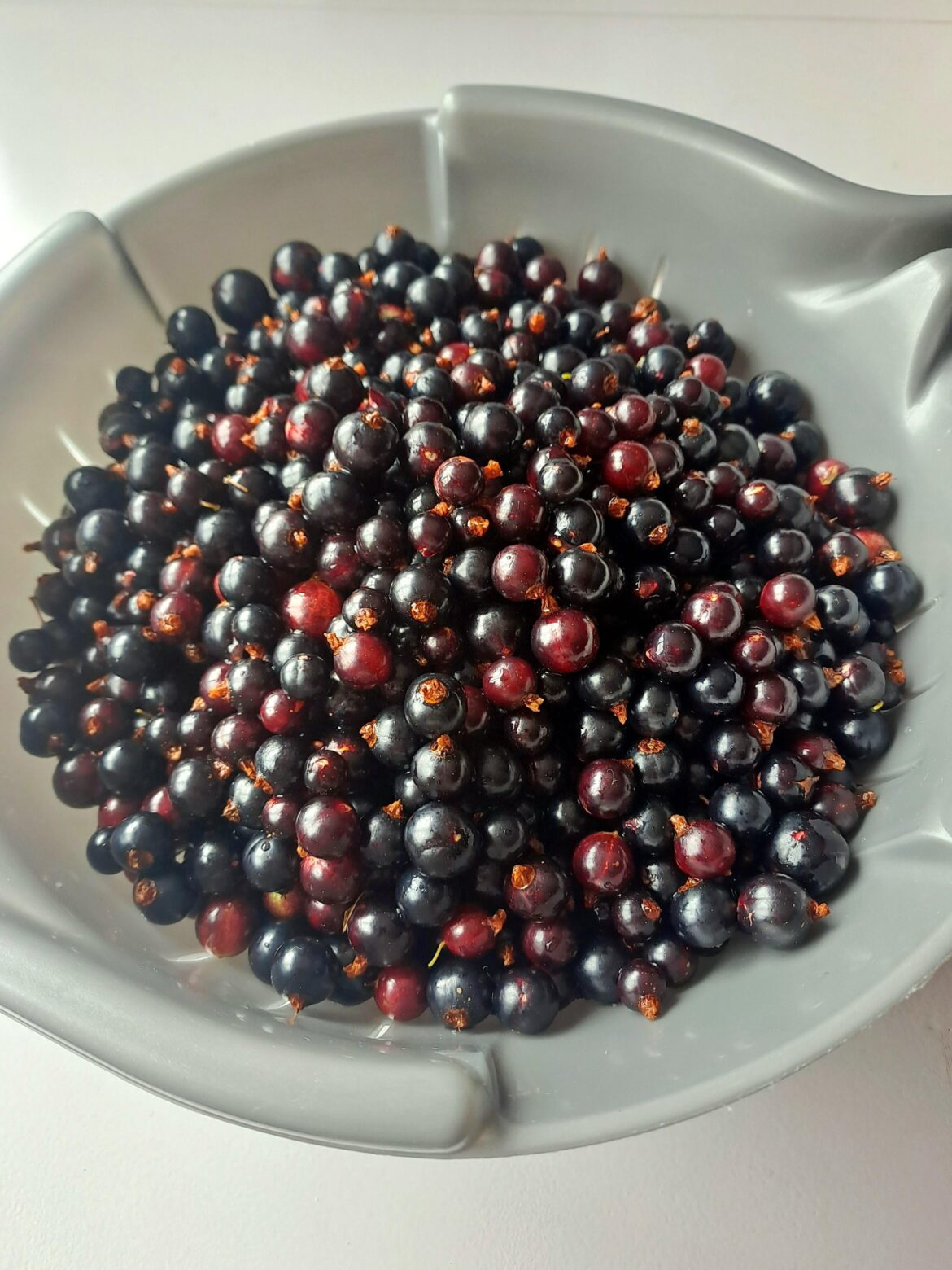 Blackcurrants are out in full force rn!