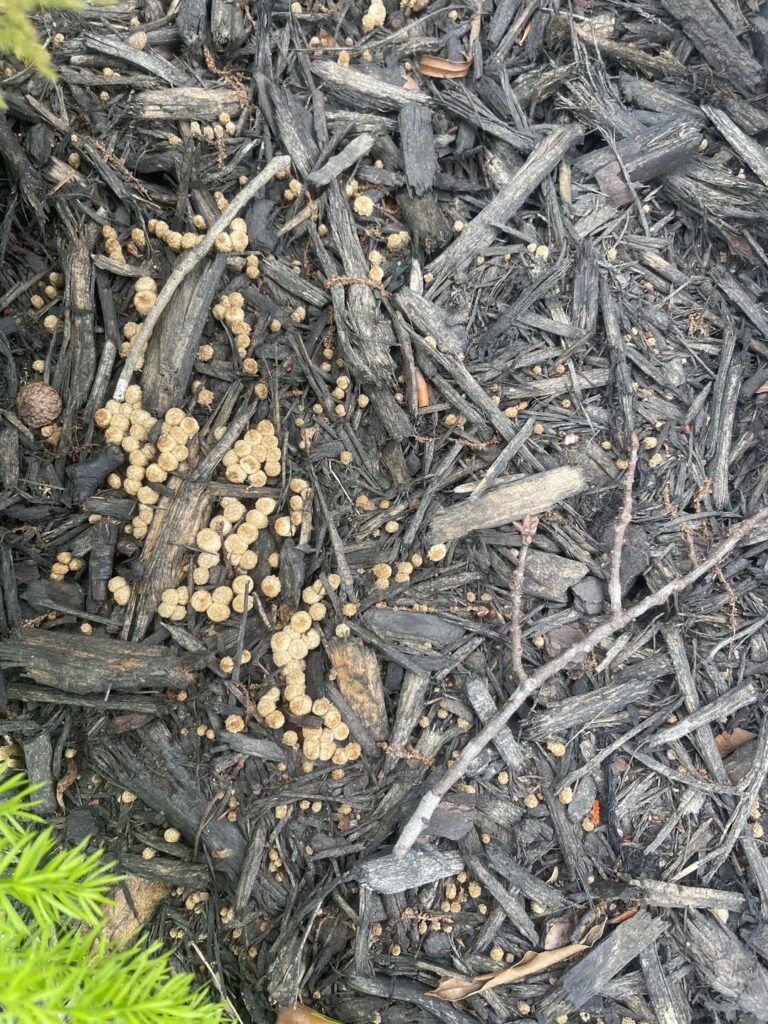 What are these — mini mushrooms?