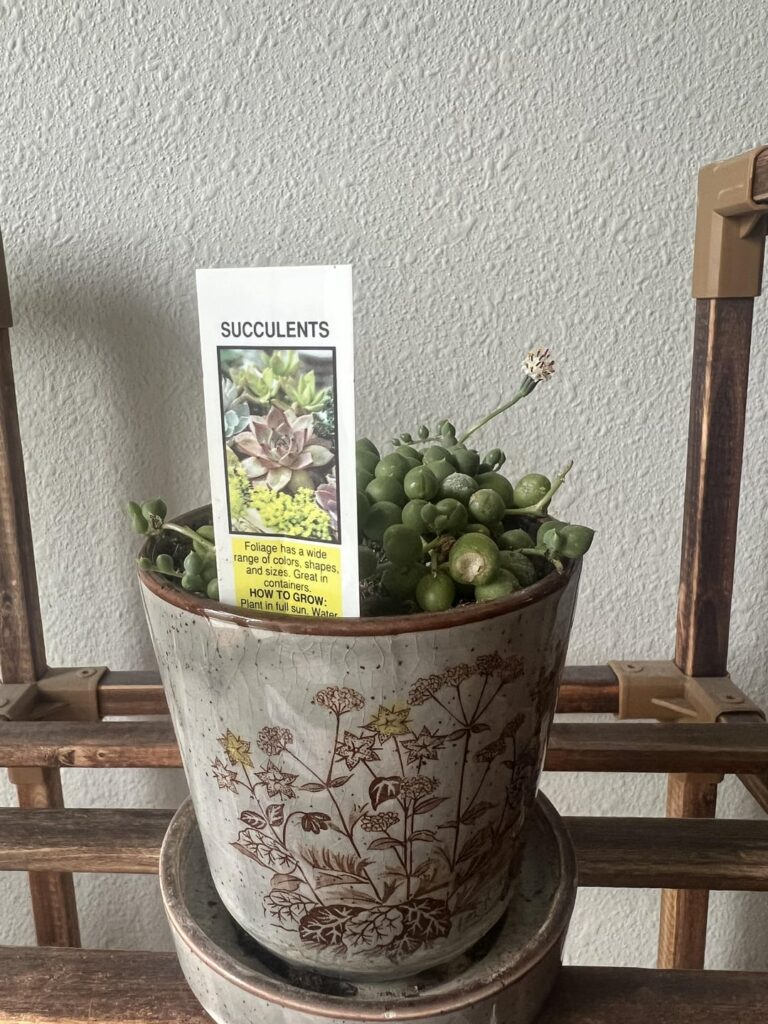 Her first flower!:D It’s so cute and smells amazing! 🌸