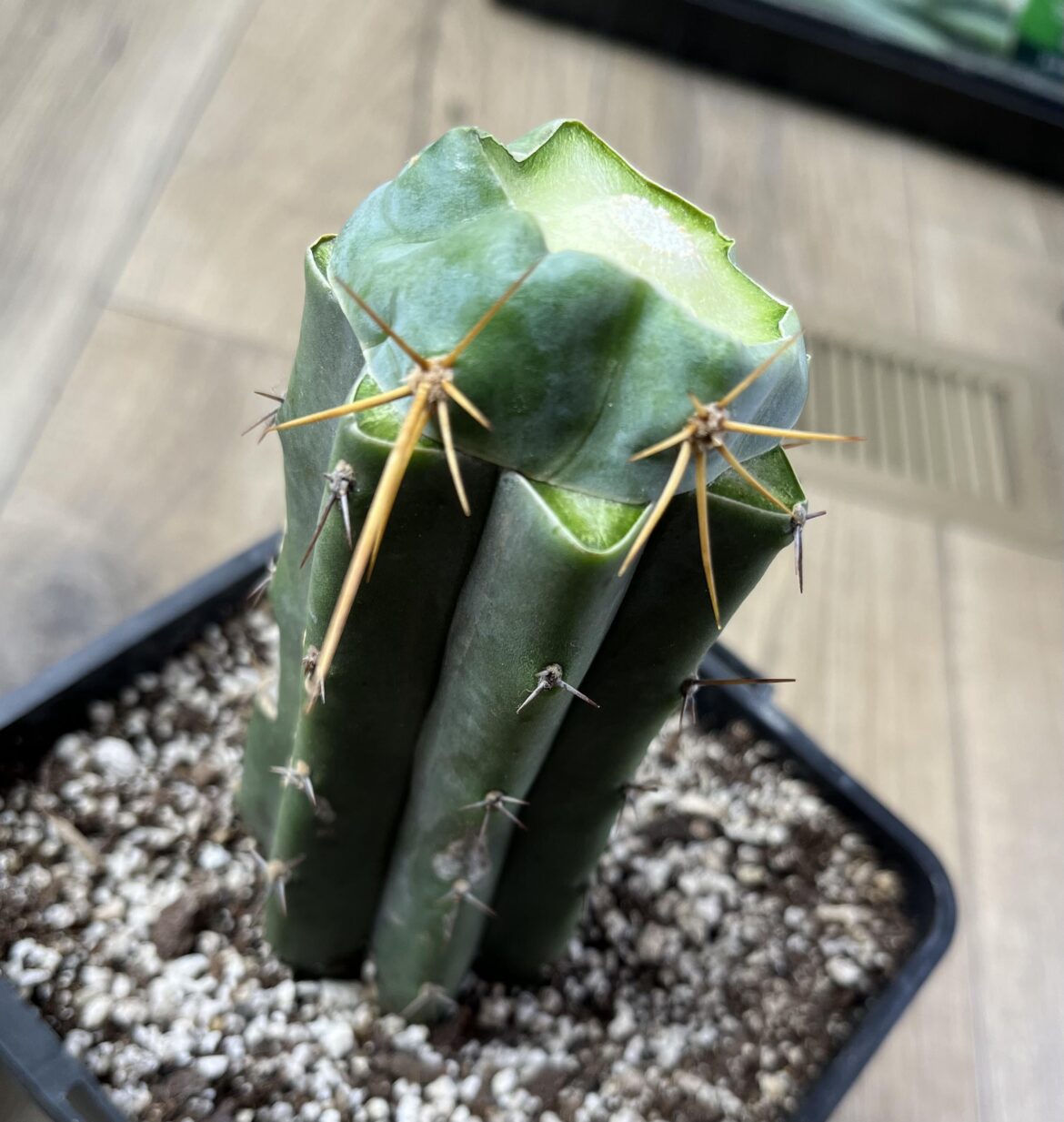 3 days since applying pressure to the graft :)