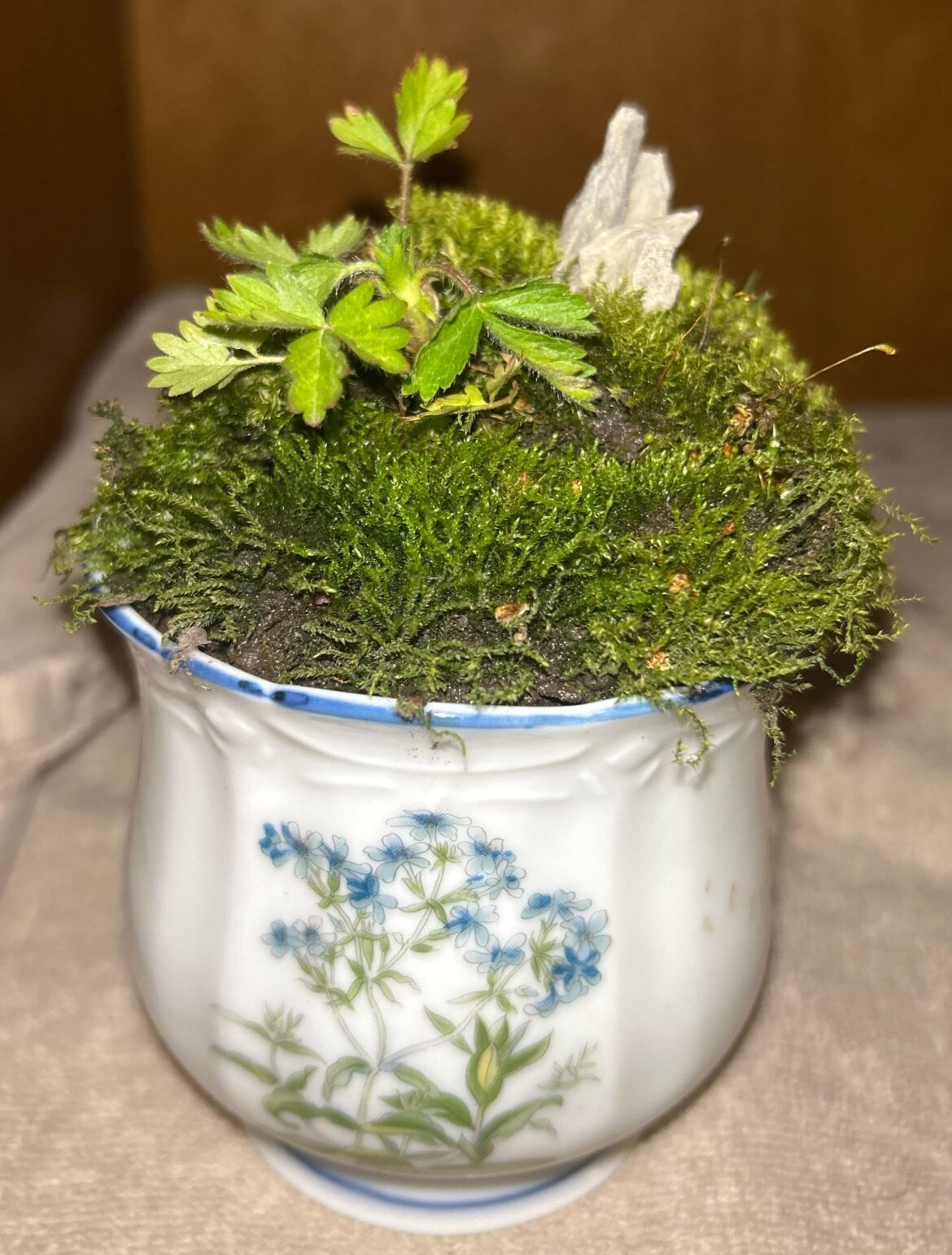 Made another little moss garden