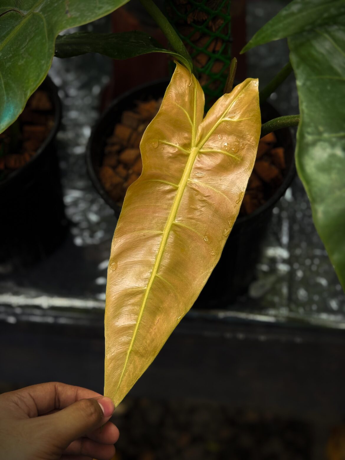 The emergent leaf of Philodendron sp. ‘Napo’ never fails to make an impression!