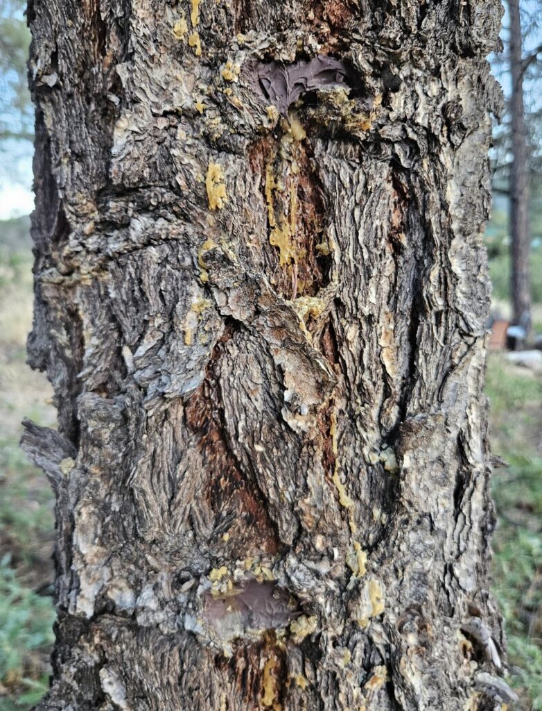 Don’t put your Caulk in a Tree hole Don't put your Caulk in a Tree hole