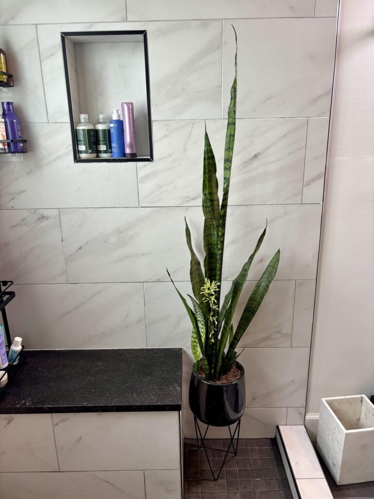My shower snake plant is growing like crazy and blooming My shower snake plant is growing like crazy and blooming