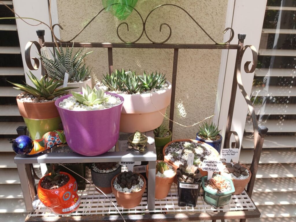 Turning This Shelf into a House of Haworthia