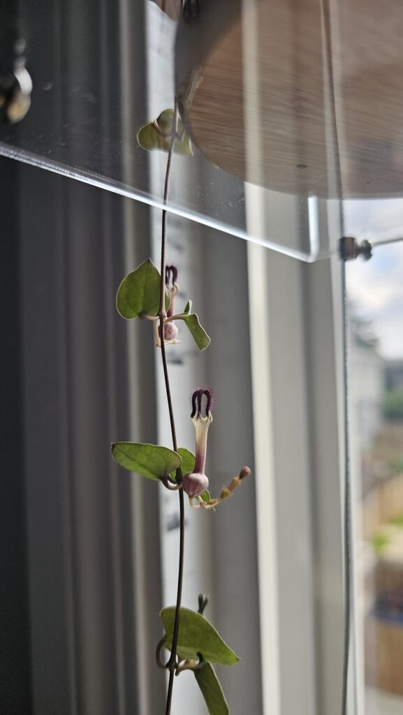 My String of Hearts bloomed!