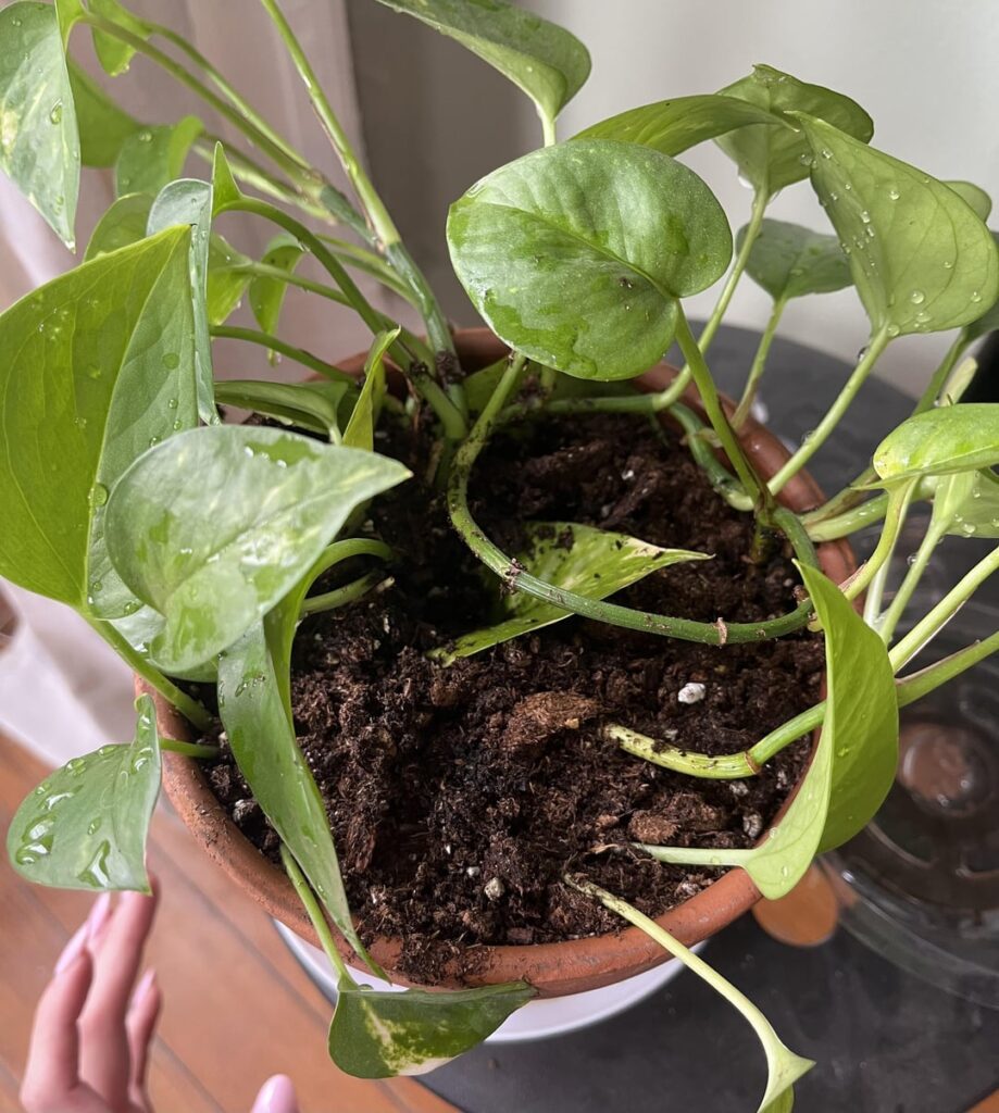 had my cuttings potted by a local plant shop owner... is this normal?