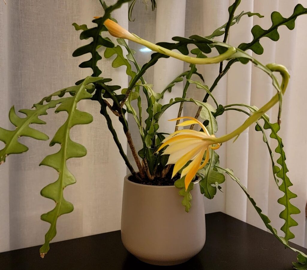 GUYS!! I caught the bloom on my Fisbone Cactus this time!